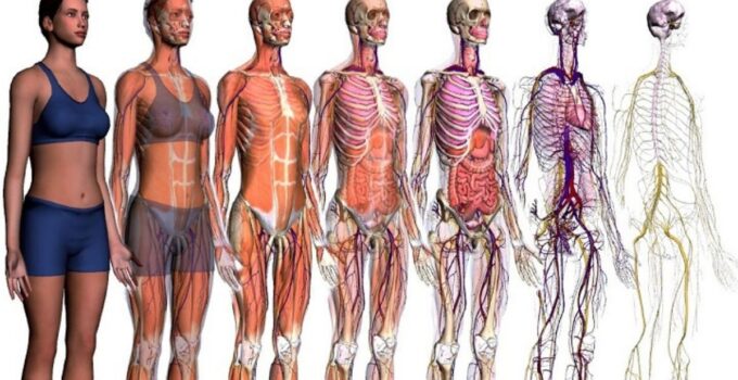 Fundamentos de anatomía y técnica quirúrgica básica