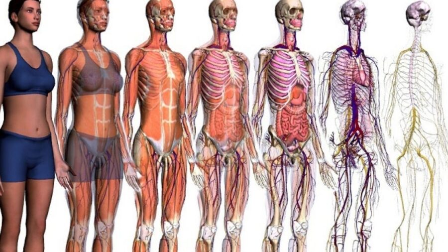 Fundamentos de anatomía y técnica quirúrgica básica